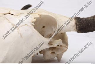 animal skull 0011